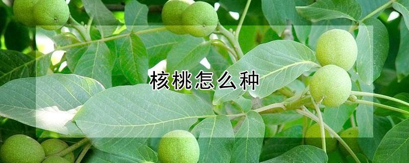 核桃怎么种（核桃怎么种才会发芽视频）