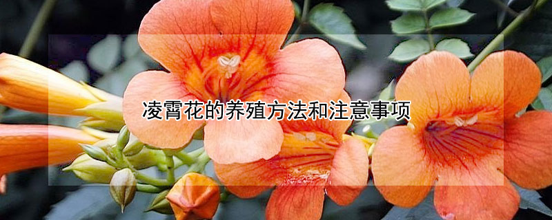凌霄花的养殖方法和注意事项（凌霄花的养殖方法和注意事项抗冻）