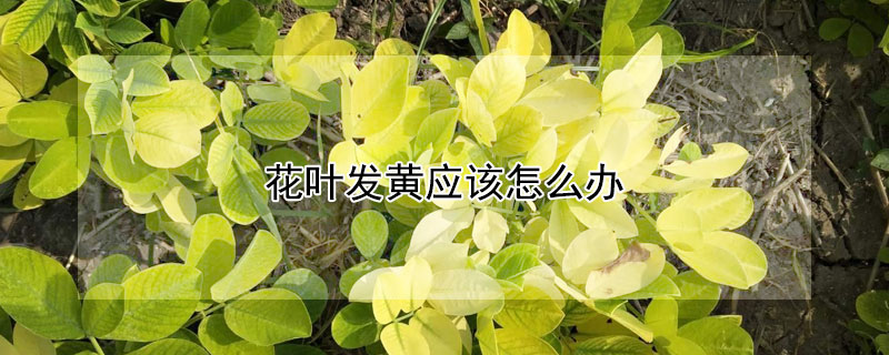 花叶发黄应该怎么办 君子兰花叶发黄应该怎么办