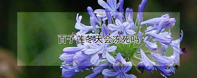 百子莲冬天会冻死吗 百子莲冬天会冻死吗为什么