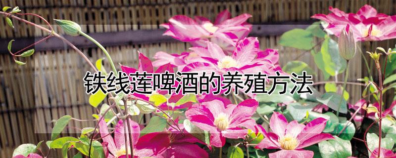 铁线莲啤酒的养殖方法（铁线莲啤酒的养殖方法和技巧）