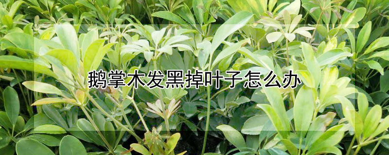 鹅掌木发黑掉叶子怎么办（鹅掌木发黑掉叶子怎么办呢）