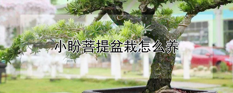 小盼菩提盆栽怎么养（菩提树的养殖方法和注意事项）