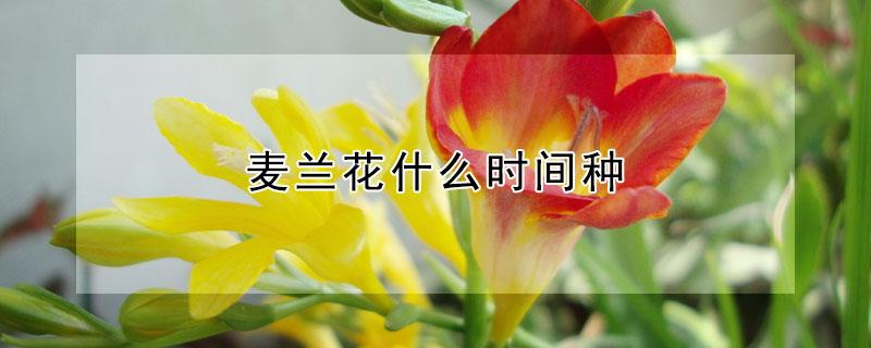 麦兰花什么时间种 麦兰什么时候种