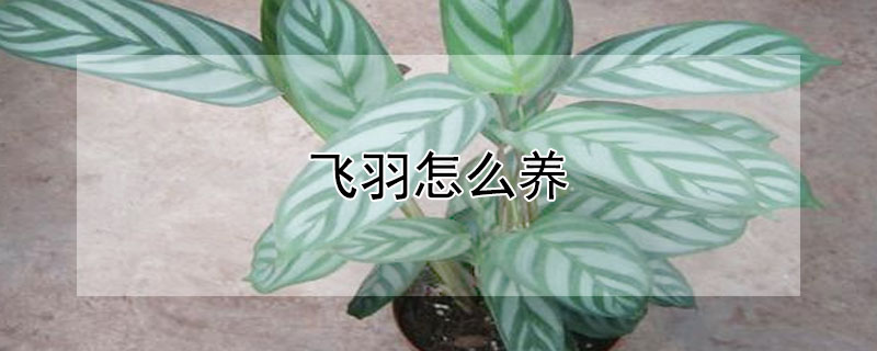 飞羽怎么养（竹芋飞羽怎么养）