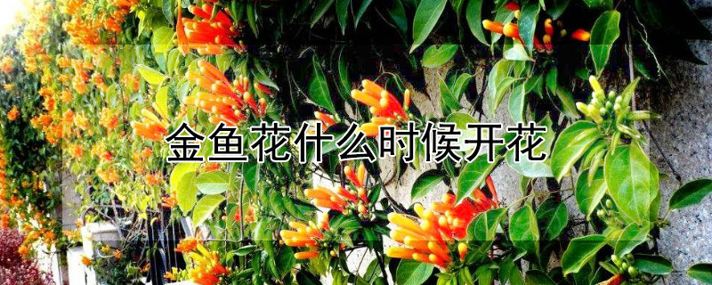 金鱼花什么时候开花（金鱼花什么时候开花,金鱼花的花期有多长?）