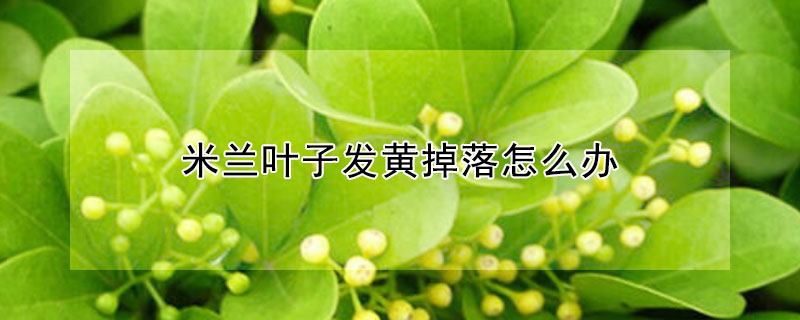 米兰叶子发黄掉落怎么办 米兰叶子都黄了怎么办