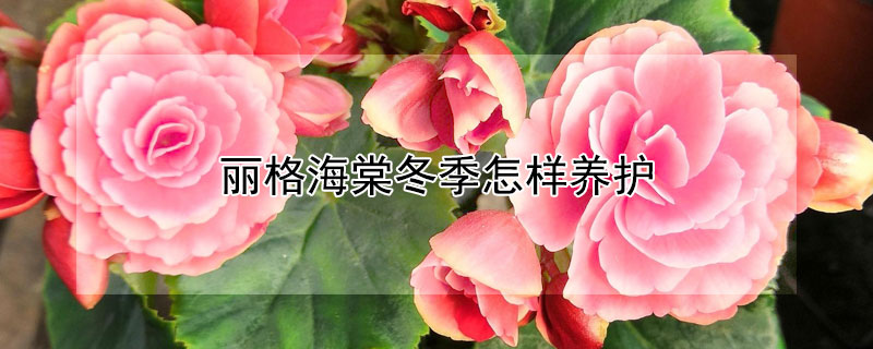 丽格海棠冬季怎样养护（丽格海棠冬季怎样养护和浇水）
