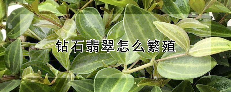 钻石翡翠怎么繁殖（钻石翡翠繁殖方法）