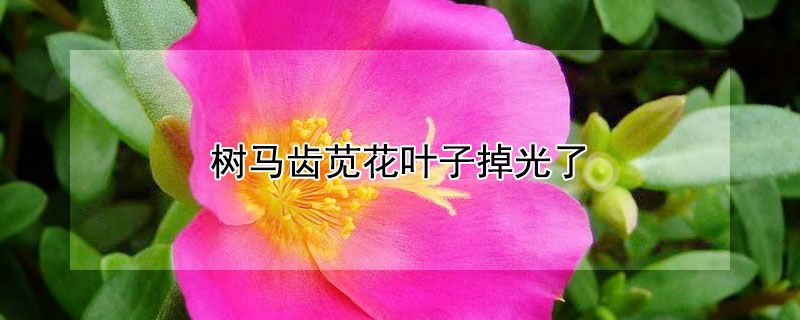 树马齿苋花叶子掉光了（树马齿苋花掉叶怎么办）