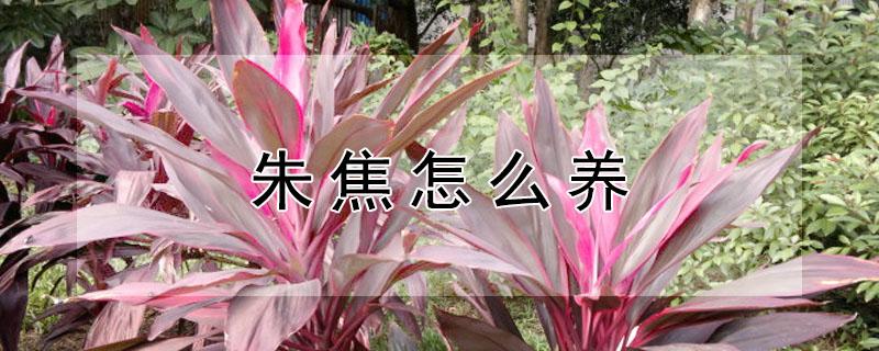 朱焦怎么养（朱焦怎么养水）