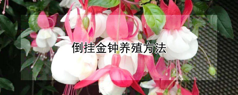 倒挂金钟养殖方法（倒挂金钟养殖方法和注意事项有哪些）
