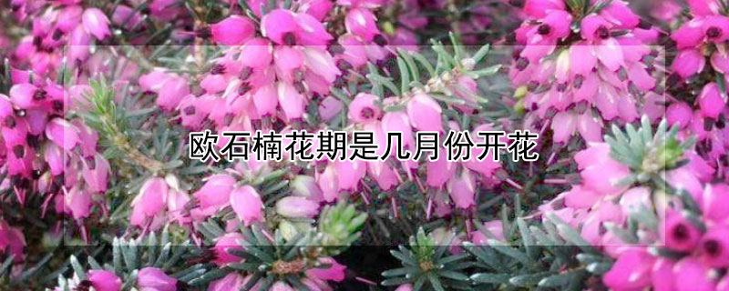 欧石楠花期是几月份开花（欧石楠什么时候开花）