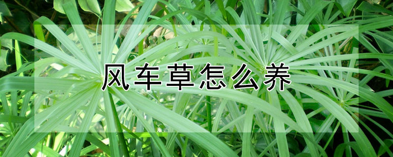 风车草怎么养（风车草怎么养护和管理视频）