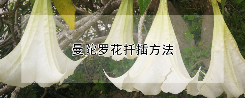 曼陀罗花扦插方法（曼陀罗花扦插方法视频）
