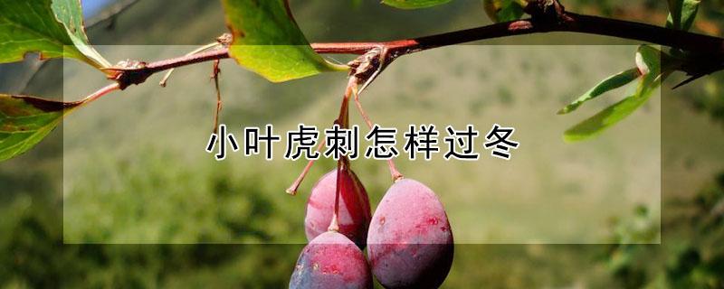 小叶虎刺怎样过冬（小叶虎刺冬天怕冷吗）