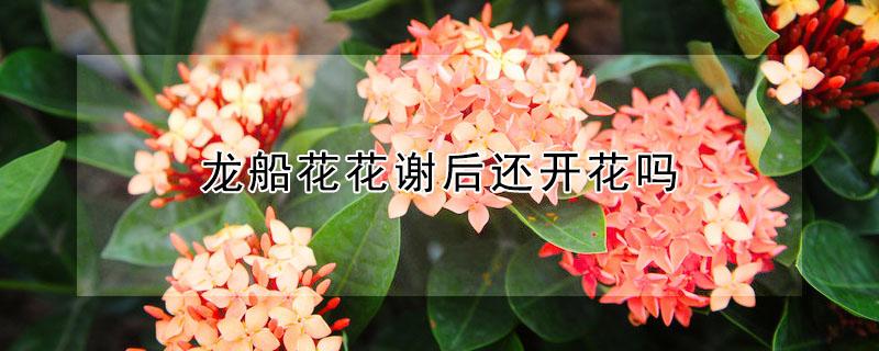 龙船花花谢后还开花吗 龙船花花谢后还开花吗怎么养