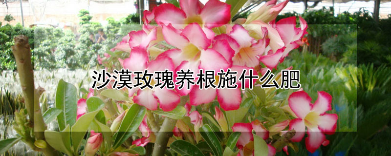 沙漠玫瑰养根施什么肥（沙漠玫瑰养根施什么肥料）