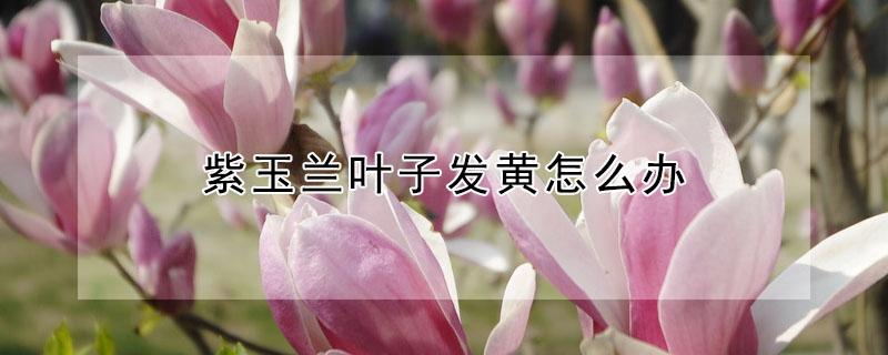 紫玉兰叶子发黄怎么办 紫玉兰叶子发黄叶子枯萎落叶用什么药治疗