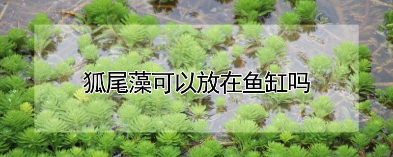 狐尾藻可以放在鱼缸吗 狐尾藻没有根能活吗