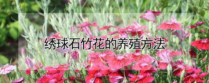 绣球石竹花的养殖方法 绣球石竹花室外能过冬吗