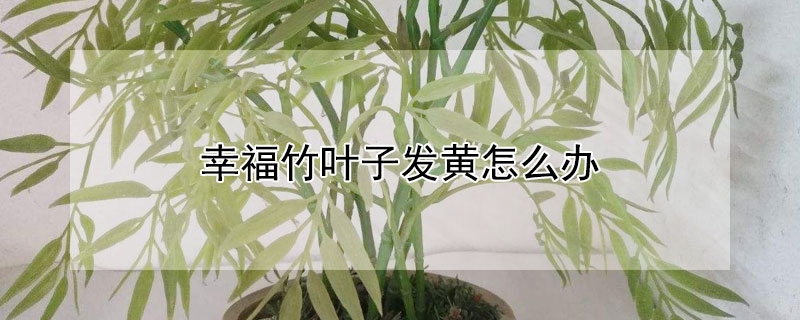 幸福竹叶子发黄怎么办 幸福竹怎么养生根快