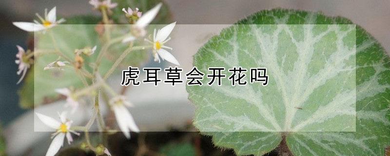 虎耳草会开花吗 虎耳草会开花吗?