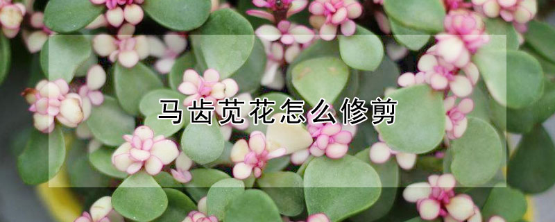 马齿苋花怎么修剪（马齿苋花怎么修剪图解）