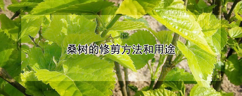 桑树的修剪方法和用途 桑树的修剪方法和用途视频