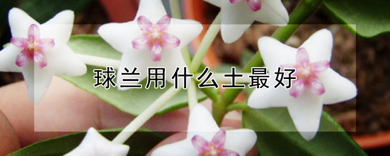 球兰用什么土最好 球兰用什么土最好养活