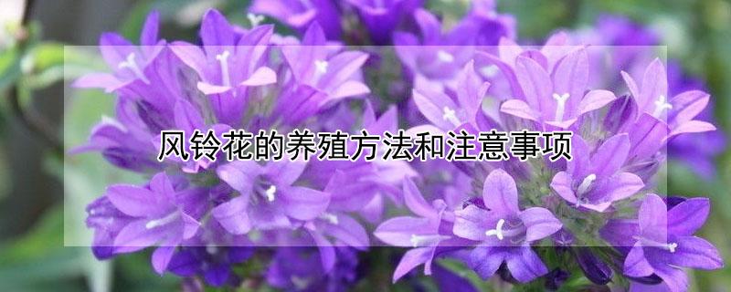 风铃花的养殖方法和注意事项（丹麦风铃草的养殖方法和注意事项）
