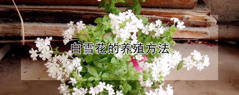 白雪花的养殖方法（蓝雪花和白雪花哪个好养）