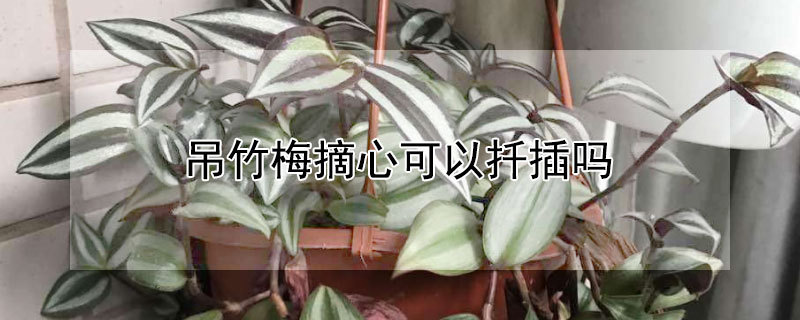 吊竹梅摘心可以扦插吗（吊竹梅摘心可以扦插吗）
