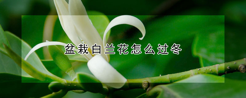 盆栽白兰花怎么过冬（盆栽白兰花如何过冬）