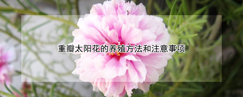 重瓣太阳花的养殖方法和注意事项 太阳花的四大禁忌