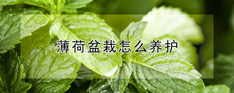 薄荷盆栽怎么养护 薄荷对男性性功能影响