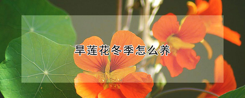 旱莲花冬季怎么养 旱莲花冬季怎么养殖