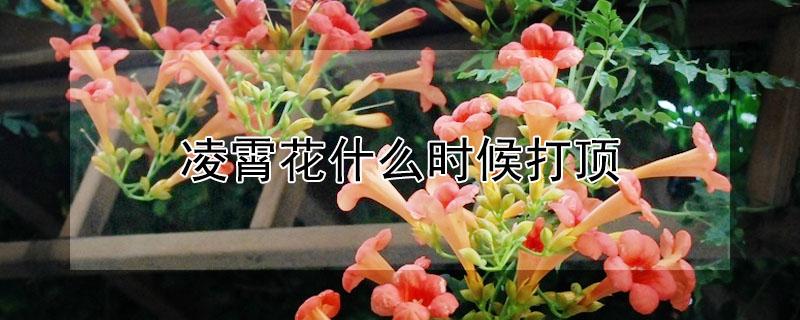 凌霄花什么时候打顶（凌霄花需要打顶吗?）
