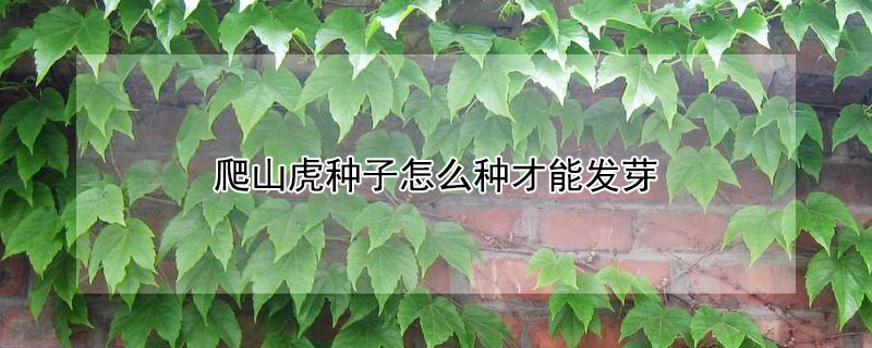 爬山虎种子怎么种才能发芽（爬山虎种子怎么种发芽快）