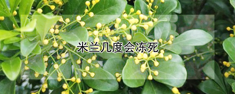 米兰几度会冻死 米兰在多少度会冻死