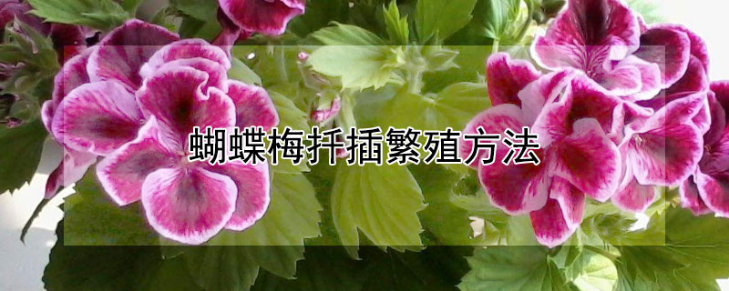 蝴蝶梅扦插繁殖方法 蝴蝶梅一年开几次花
