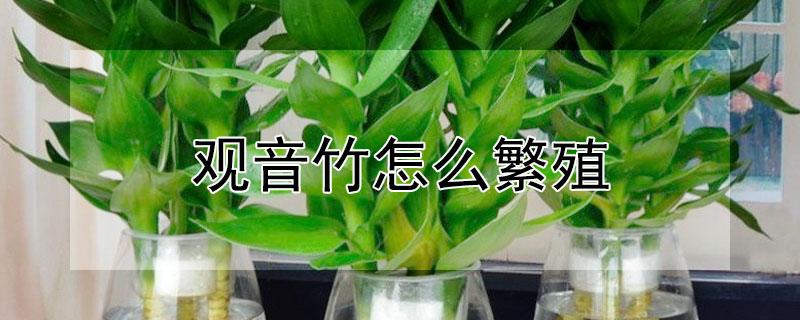 观音竹怎么繁殖 观音竹怎么繁殖小苗
