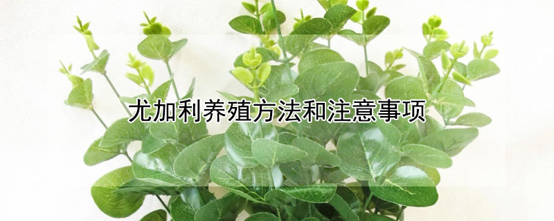 尤加利养殖方法和注意事项（尤加利养殖方法和注意事项水培）