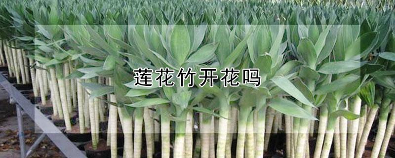 莲花竹开花吗（莲花竹开花吗?）