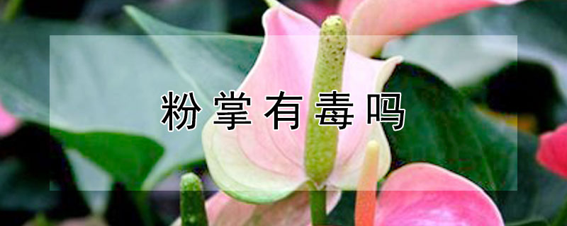 粉掌有毒吗（粉掌有毒吗能放室内吗）