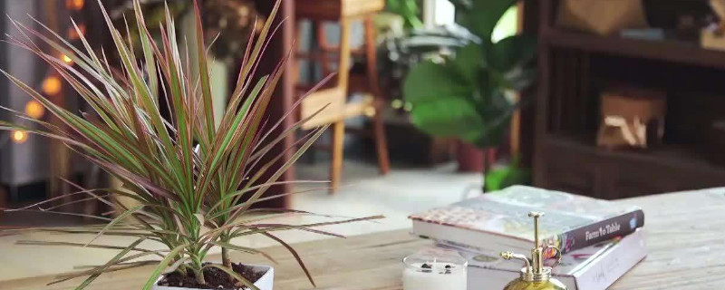 千年木怎么过冬 千年木过冬方法