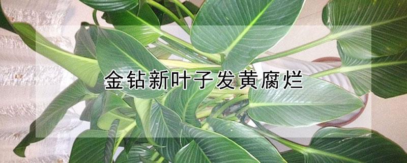 金钻新叶子发黄腐烂（金钻新叶子发黄腐烂怎么处理）