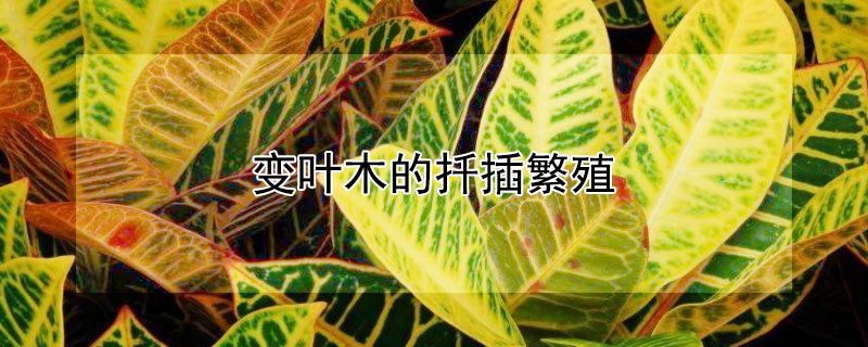 变叶木的扦插繁殖（变叶木的扦插方法）