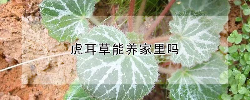 虎耳草能养家里吗 虎耳草能养家里吗有毒吗