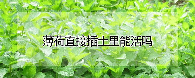 薄荷直接插土里能活吗 食用薄荷和不可食用薄荷怎么区分
